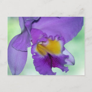 Mooie paarse orchidebloem briefkaart