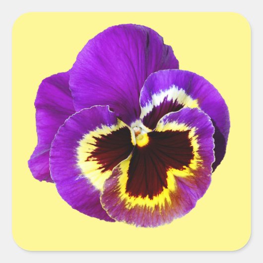Mooie paarse paniek vierkante sticker (Voorkant)