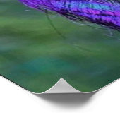 Mooie Paarse rode veer kleur pauwenvogel Poster (Hoek)