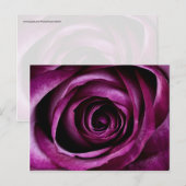 Mooie Paarse Rozen die kleine roetjes hebben Briefkaart (Voorkant / Achterkant)