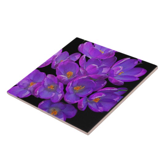 Mooie Paarse Spring Crocuses Bloemen Tegeltje (Zijkant)