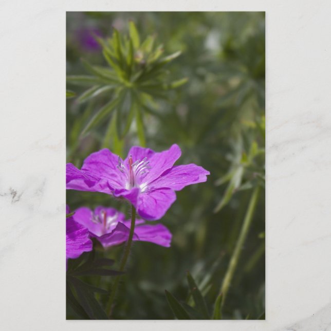 Mooie paarse tuinbloemen (Voorkant)