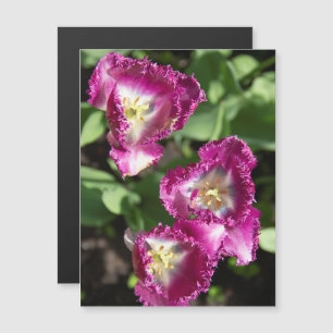 Mooie paarse tulpen in de tuin