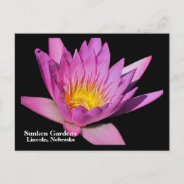 Mooie paarse waterlelie #800Nw 800 Briefkaart