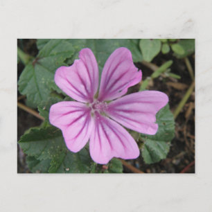 Mooie Paarse Wilde Bloem Ansichtkaart Briefkaart