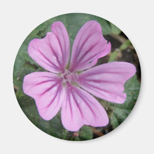 Mooie Paarse Wilde Bloem Magneet (Voorkant)