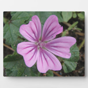 Mooie Paarse Wilde Bloem Plaquette Fotoplaat