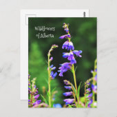 Mooie Paarse wilde bloemen in Bloom Briefkaart (Voorkant / Achterkant)