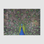 Mooie pacockvogel tissuepapier (Voorkant)