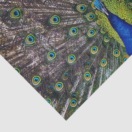 Mooie pacockvogel tissuepapier (Detail)