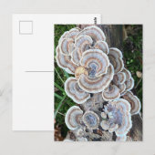 Mooie paddenstoel waanzin briefkaart (Voorkant / Achterkant)