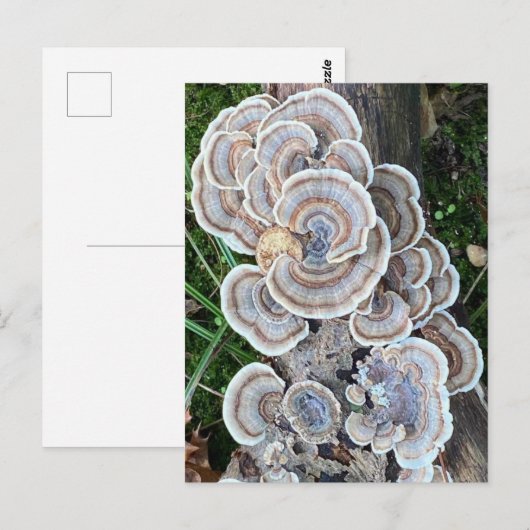 Mooie paddenstoel waanzin briefkaart (Voorkant / Achterkant)