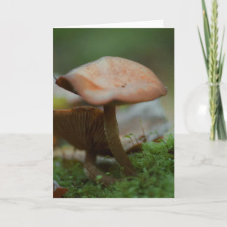 Mooie paddenstoelenfotografie blanco kaart