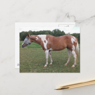 Mooie Paint Horse Merrie in de Zomer Briefkaart