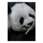 Mooie Panda Wenskaart (Voorkant)