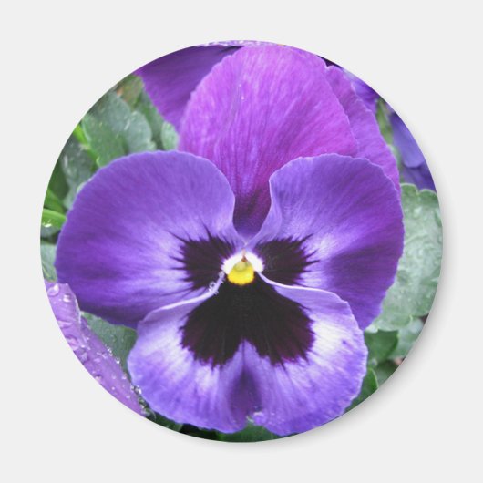 Mooie Pansy Magnet (Voorkant)