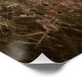 Mooie papaverbloemen perfect poster (Hoek)