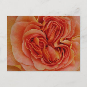Mooie Pastel Roos Close Up DIY Briefkaart