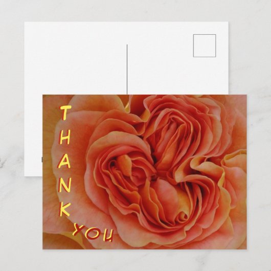 Mooie Pastelroos Close-up Bedankkaart Briefkaart (Voorkant / Achterkant)