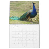 Mooie pauw 2024 kalender (Mar 2027)