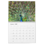 Mooie pauw 2024 kalender (Jan 2027)
