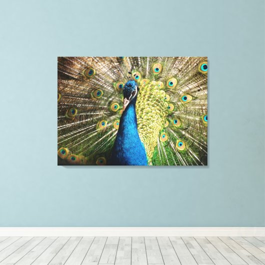 Mooie pauw canvas afdruk (Insitu (Houten vloer))