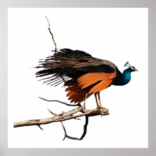 Mooie pauw op tak poster (Voorkant)