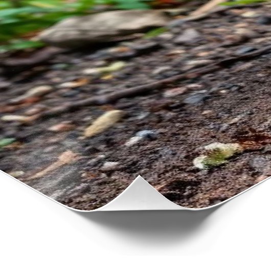 mooie pauw perfect poster (Hoek)