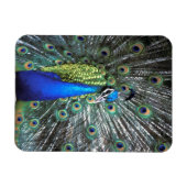 Mooie pauw spreidend kleurrijke veren magneet (Horizontaal)