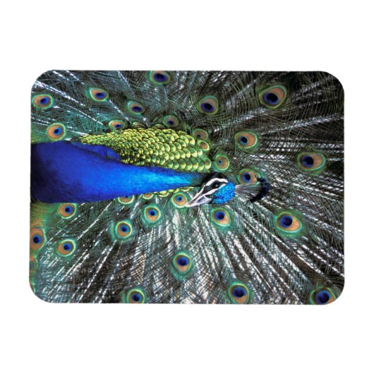 Mooie pauw spreidend kleurrijke veren magneet (Horizontaal)