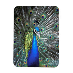 Mooie pauw spreidend kleurrijke veren magneet