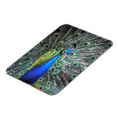 Mooie pauw spreidend kleurrijke veren magneet (Linkerzijde)