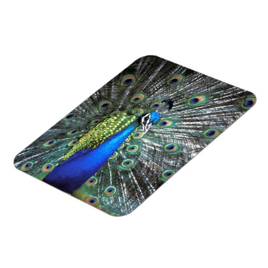 Mooie pauw spreidend kleurrijke veren magneet (Linkerzijde)