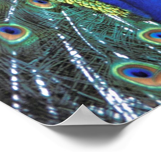 Mooie pauw spreidend kleurrijke veren poster (Hoek)