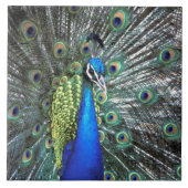 Mooie pauw spreidend kleurrijke veren tegeltje (Voorkant)