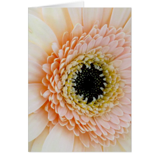 Mooie peach/Cream Gerber (Voorkant)