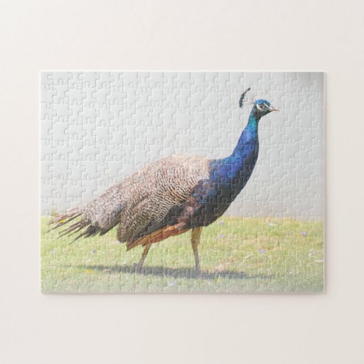 Mooie Peacock Bird Legpuzzel (Horizontaal)