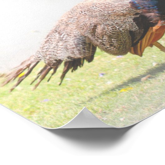 Mooie Peacock Bird Walking Poster (Hoek)