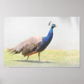 Mooie Peacock Bird Walking Poster (Voorkant)