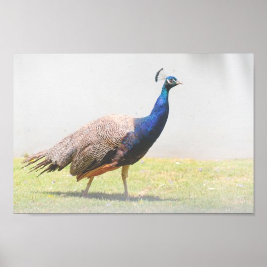 Mooie Peacock Bird Walking Poster (Voorkant)