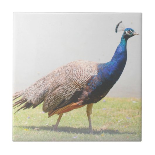 Mooie Peacock Bird Walking Tegeltje (Voorkant)