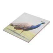 Mooie Peacock Bird Walking Tegeltje (Zijkant)