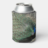 Mooie Peacock Blikjeskoeler (Blikje Achterkant)