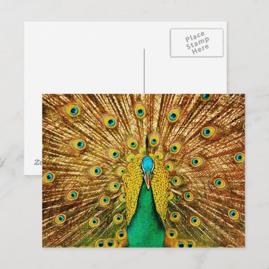 Mooie Peacock Briefkaart (Voorkant / Achterkant)