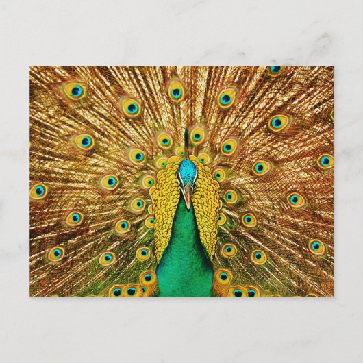 Mooie Peacock Briefkaart (Voorkant)