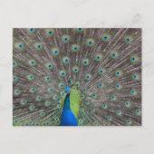 Mooie Peacock    Briefkaart (Voorkant)