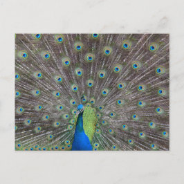 Mooie Peacock    Briefkaart