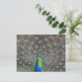 Mooie Peacock    Briefkaart (Staand voorkant)