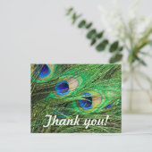Mooie Peacock Briefkaart (Staand voorkant)