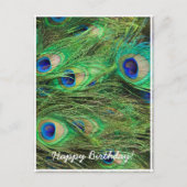 Mooie Peacock Briefkaart (Voorkant)